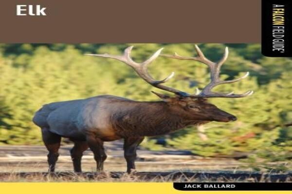 Falcon