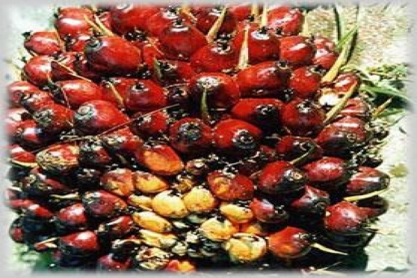 Rein Oil