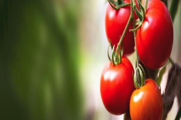Villa Crop Protection