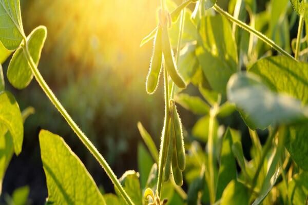 Villa Crop Protection