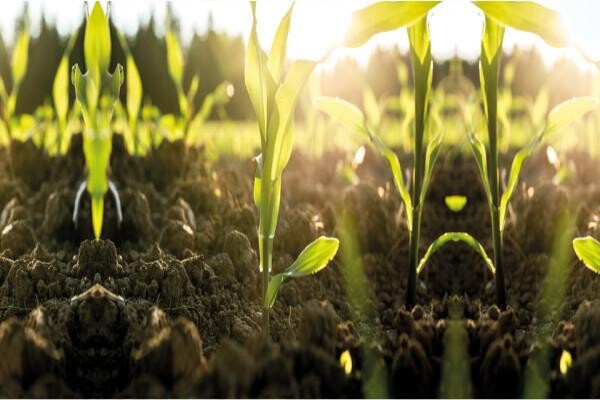 Villa Crop Protection