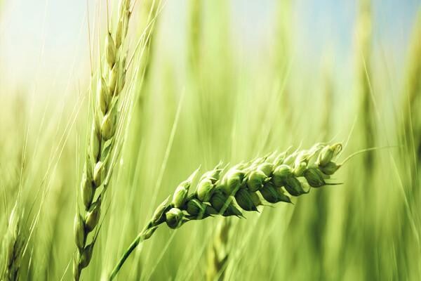 Villa Crop Protection