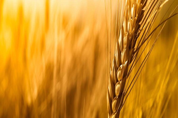 G C Tillage
