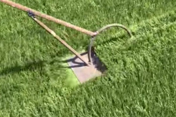 African Turf