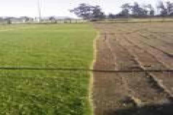 Quick Lawn