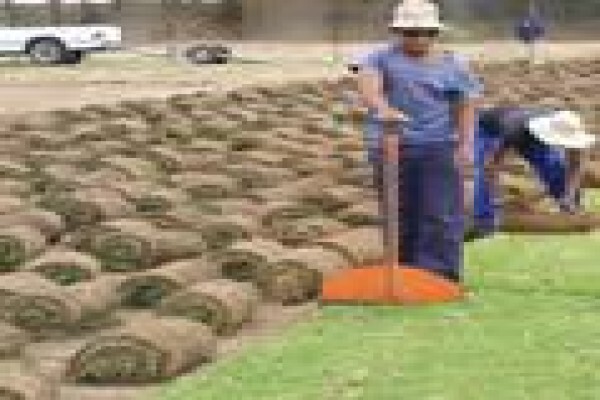 Quick Lawn