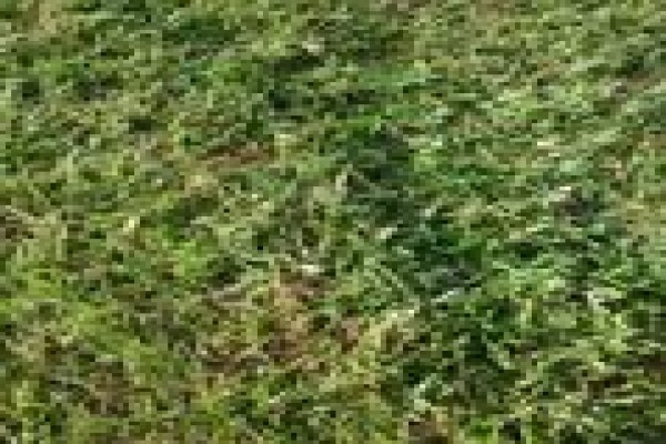 Quick Lawn