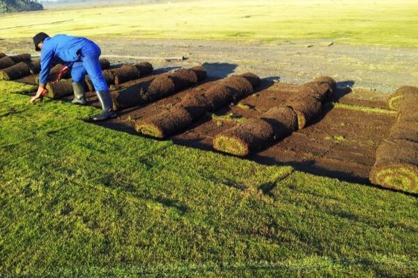 Duzi Turf