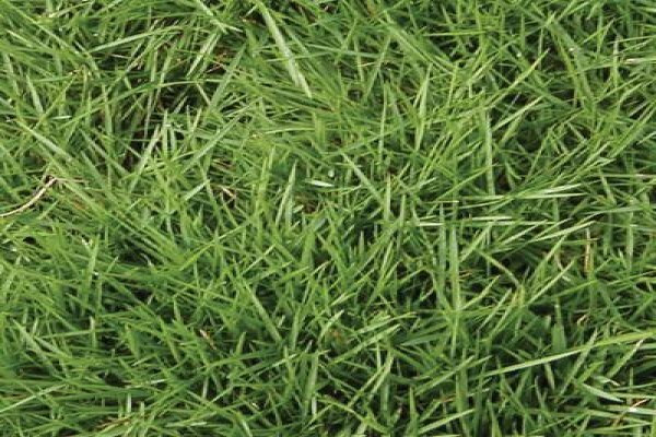 Duzi Turf
