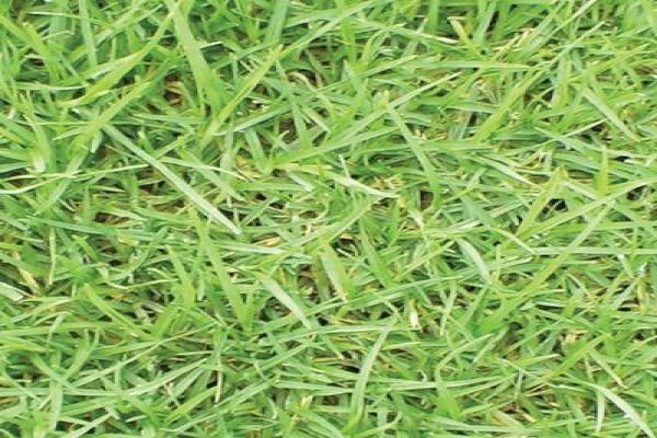 Duzi Turf