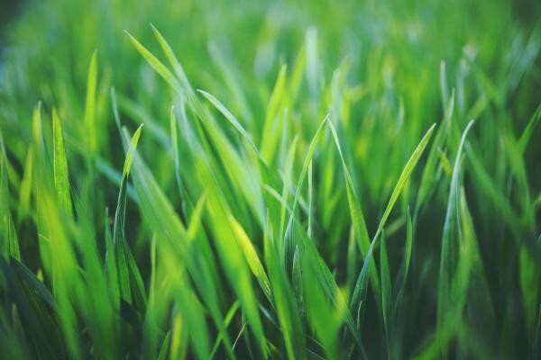 Duzi Turf