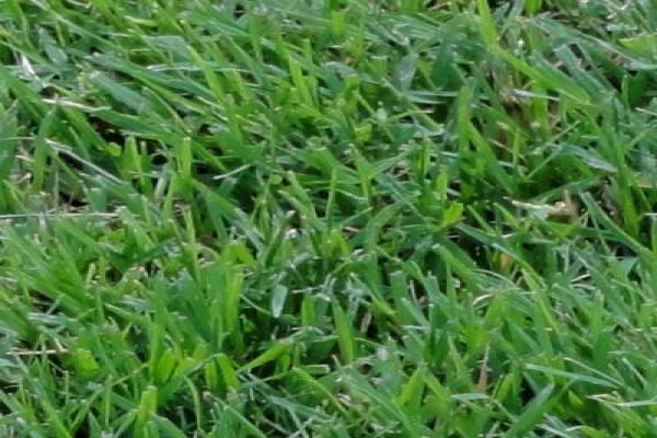 Duzi Turf