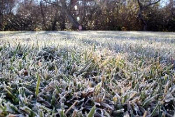 Duzi Turf