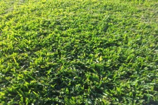 Duzi Turf