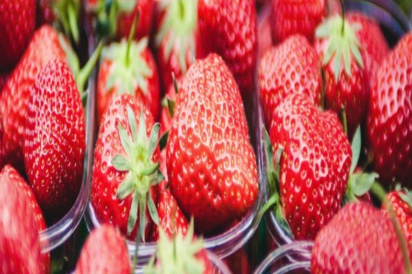 Red Berry Farm