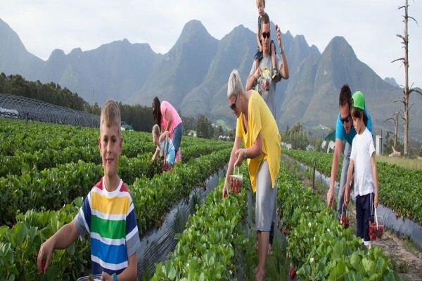 Red Berry Farm