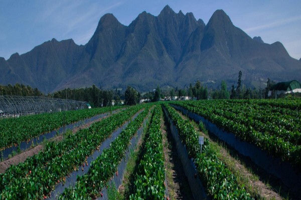 Red Berry Farm
