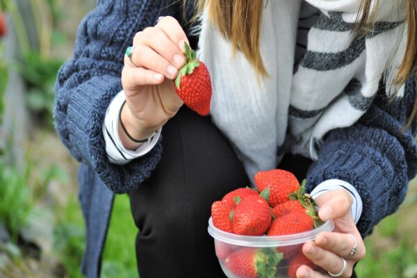 Red Berry Farm