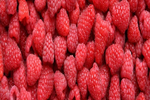 Red Berry Farm