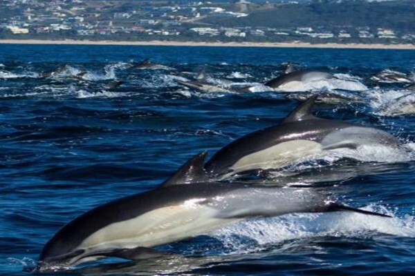 Ocean Blue Adventures