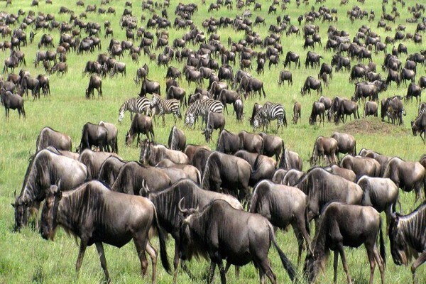 Abercrombie & Kent Safaris
