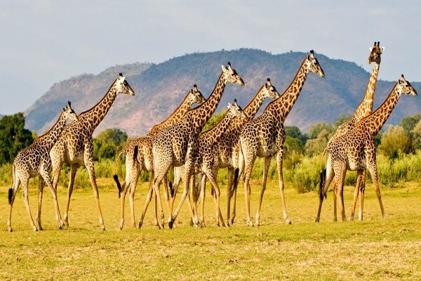 Abercrombie & Kent Safaris