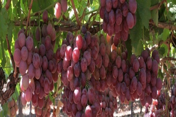 Cape Agri Tours CC