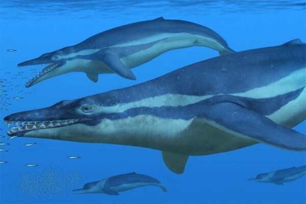 Ocean Blue Adventures