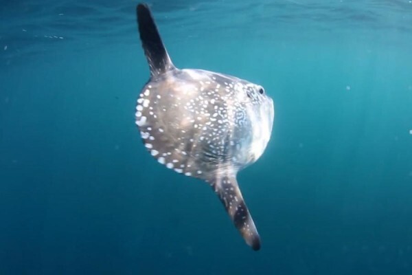 Ocean Blue Adventures