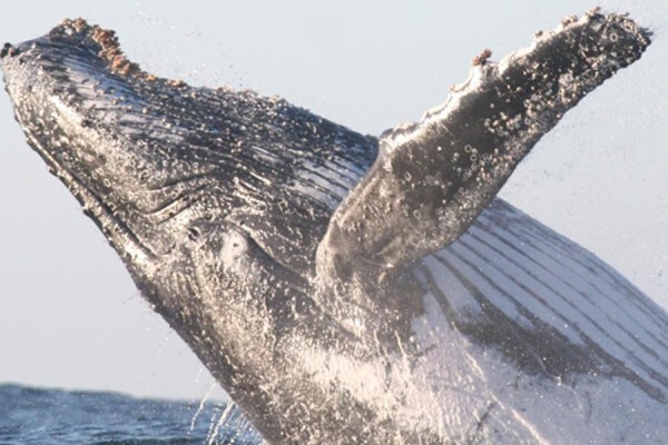 Ocean Blue Adventures