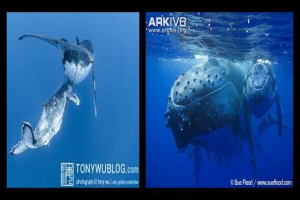 Ocean Blue Adventures