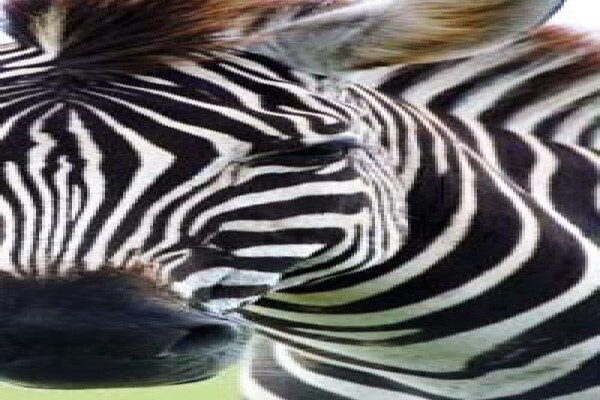 Camdeboo Safaris