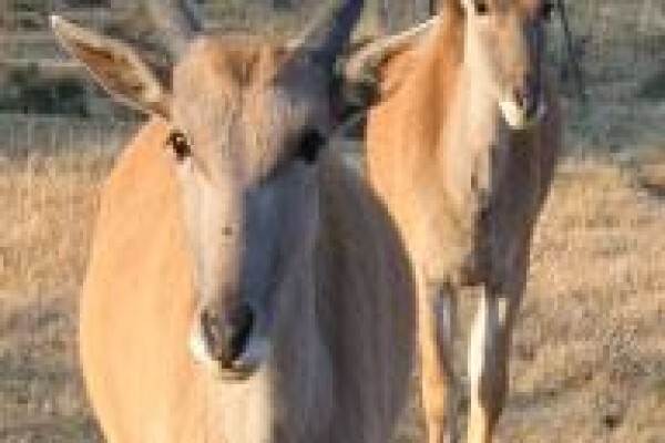 Camdeboo Safaris