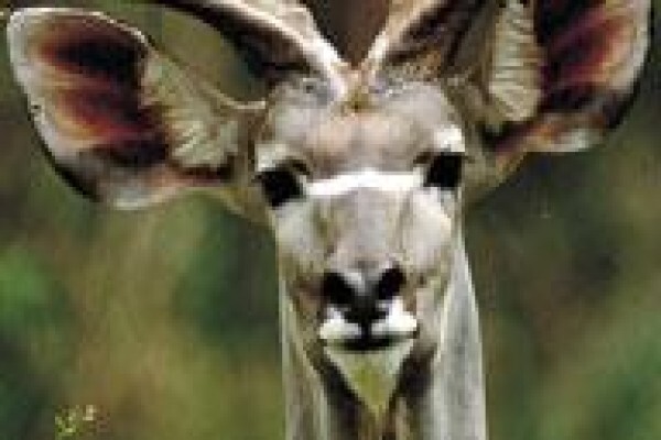Camdeboo Safaris