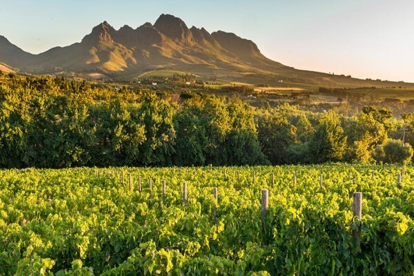 Go Cape Tourism Services