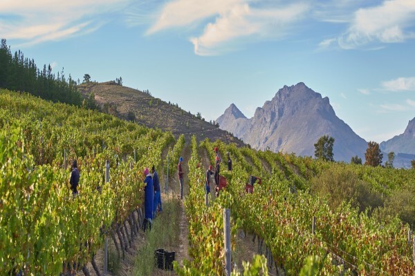 Go Cape Tourism Services