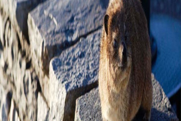 Table Mountain Aerial Cableway Co Ltd:Admin