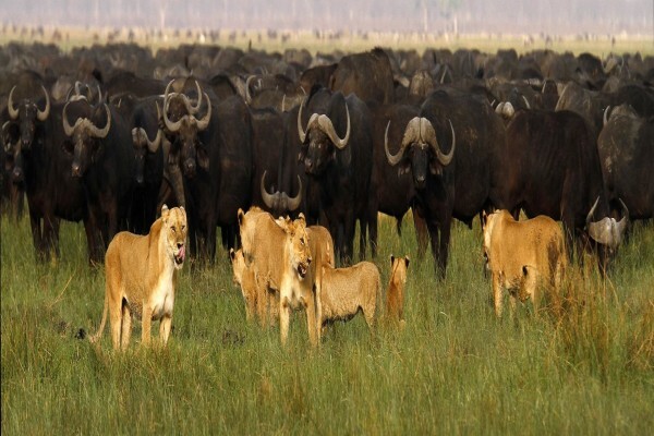 Tanzania Wildlife Safaris