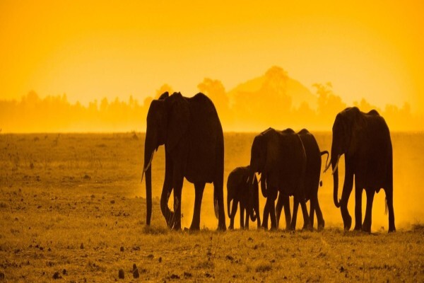 Tanzania Wildlife Safaris