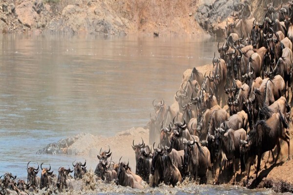 Tanzania Wildlife Safaris