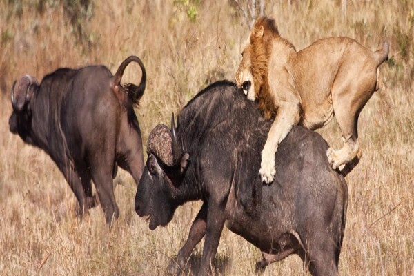 Tanzania Wildlife Safaris