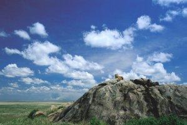 Tanzania Wildlife Safaris