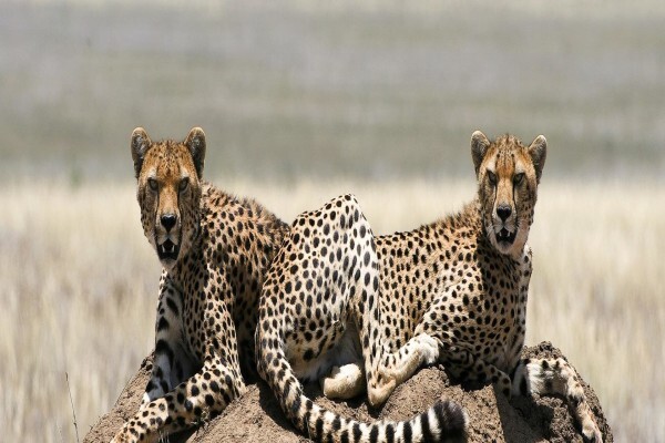Tanzania Wildlife Safaris