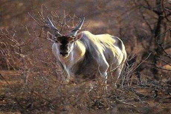 Tanzania Wildlife Safaris