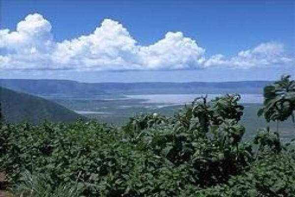 Tanzania Wildlife Safaris