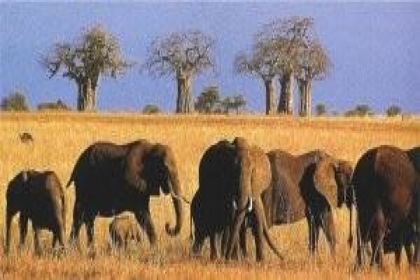 Tanzania Wildlife Safaris