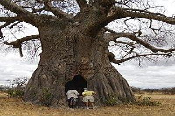 Tanzania Wildlife Safaris