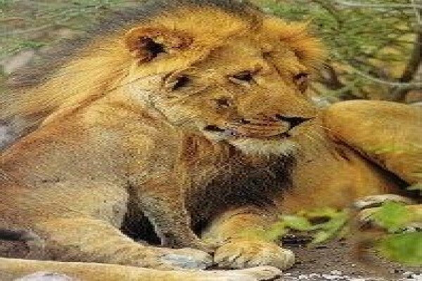 Tanzania Wildlife Safaris