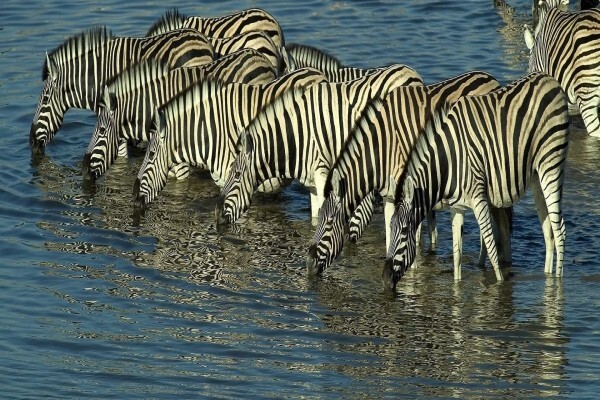 Tanzania Wildlife Safaris