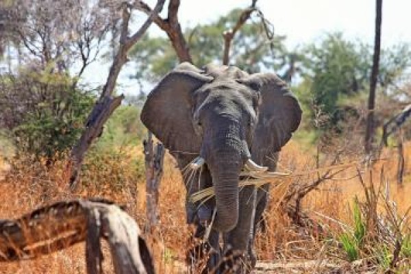 African Eagle Tours:Bookings